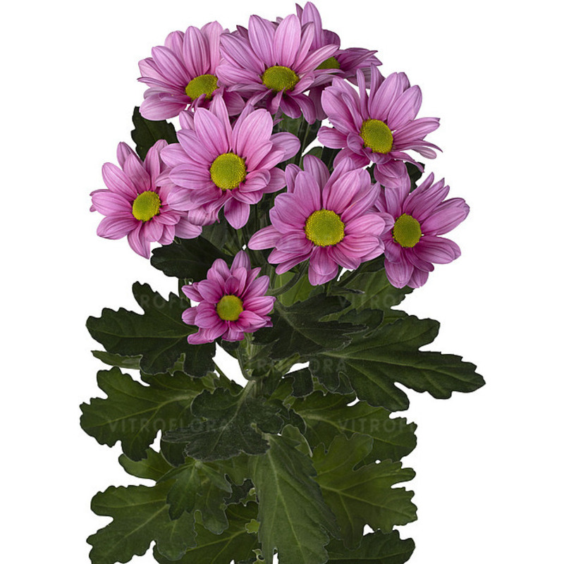 Хризантема зрізна галузкова Ballerina`s (Vitroflora)