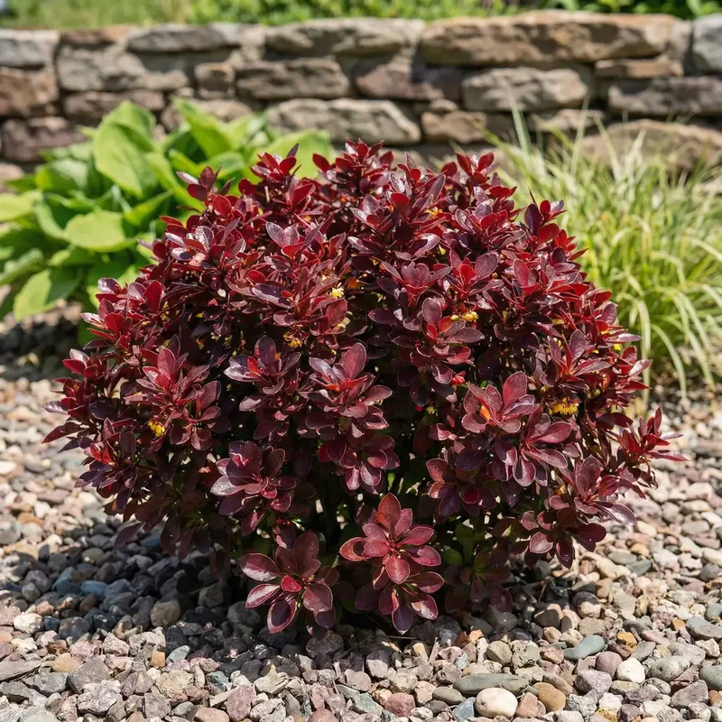 Барбарис Red Jewel