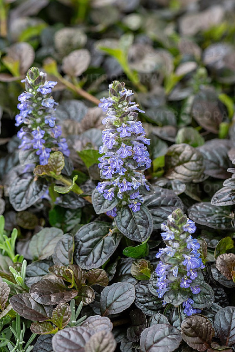 Аюга Atropurpurea (Vitroflora)