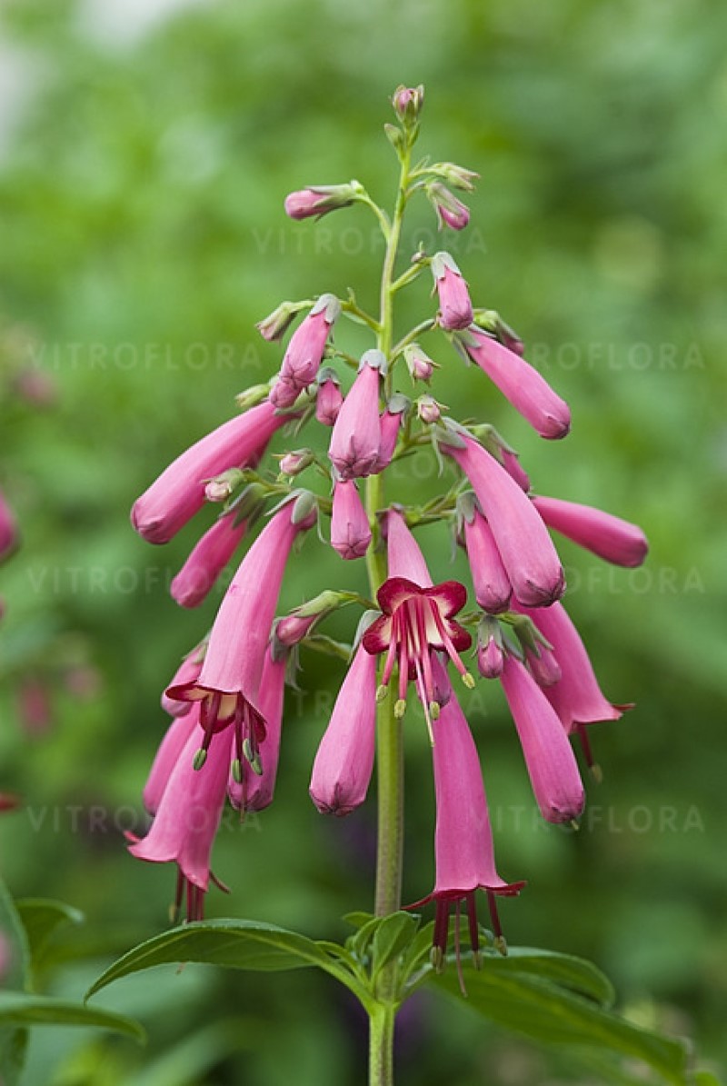 Фігеліус Candy Drops Deep Rose (Vitroflora)