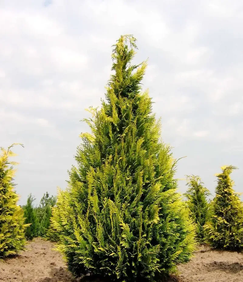 Кипарисовик Lawsoniana Ivonne