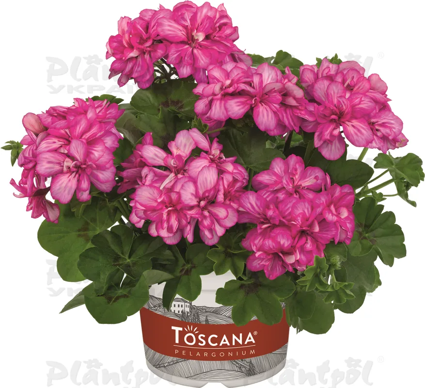 Пеларгонія ампельна Sunflair Lollipop Candy Pink