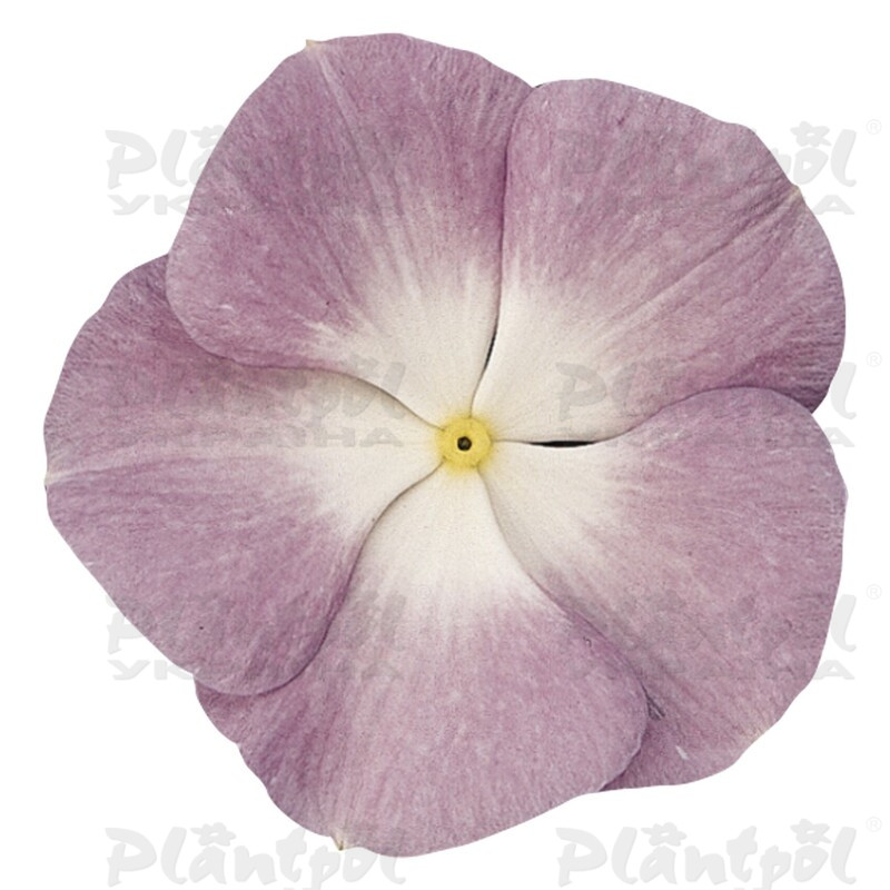 Катарантус roseus Titan F1 Lavender Blue Halo (288 палета/Florensis)