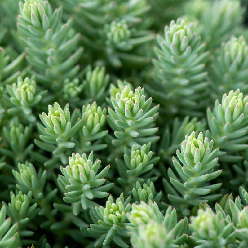 Седум ґрунтопокривний Blue Spruce (Vitroflora)