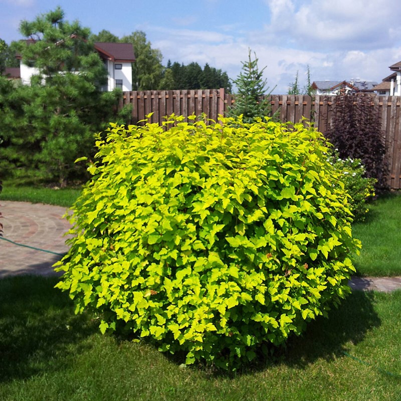 Пухироплідник Luteus