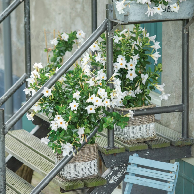 Дипладенія (Сундавіл) Mandevilla Opal White