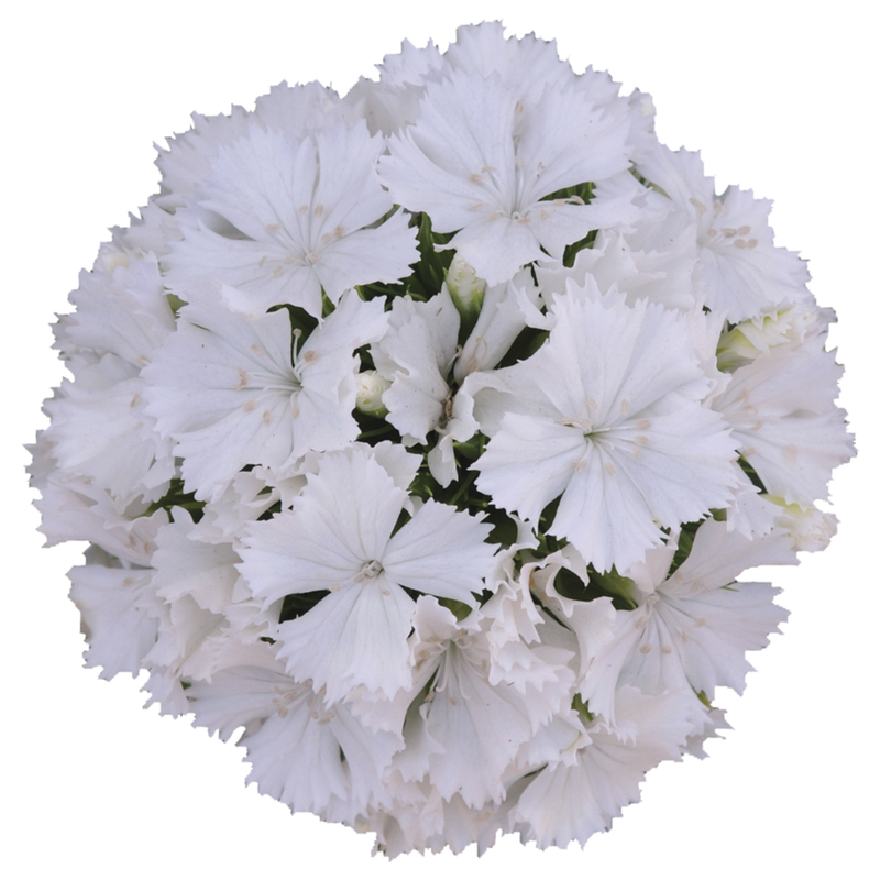 Гвоздика Dash F1 White (Florensis)