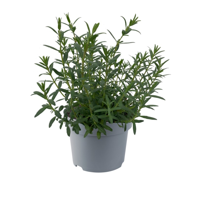 Гісоп officinalis