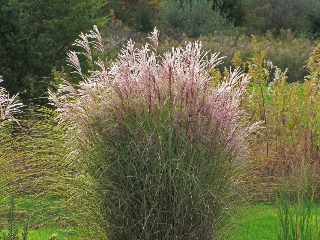 Міскантус sinensis Ferner Osten (Vitroflora)