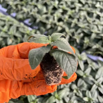Фото 3