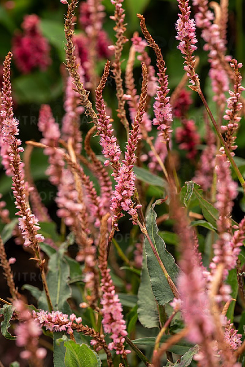 Персікарія Pink Elephant (Vitroflora)
