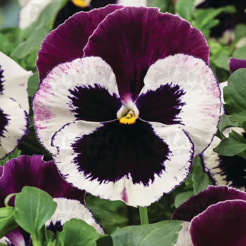 Фото 2