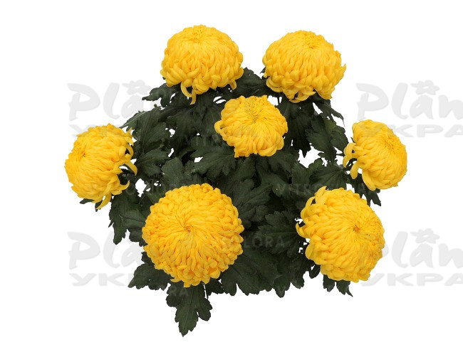 Хризантема великоквіткова горшкова Belattia (Vitroflora)