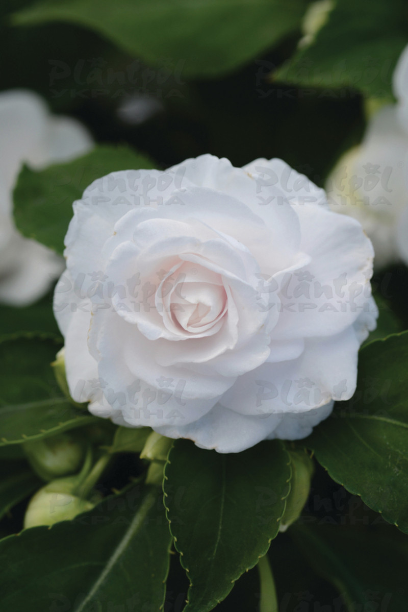 Імпатієнс walleriana Fiesta Bonita White
