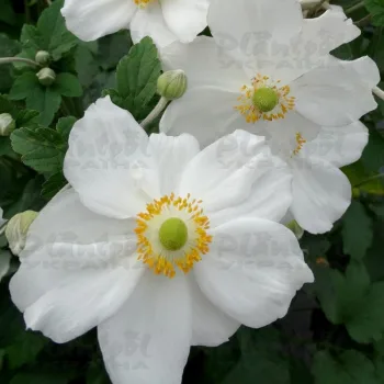 Фото 2