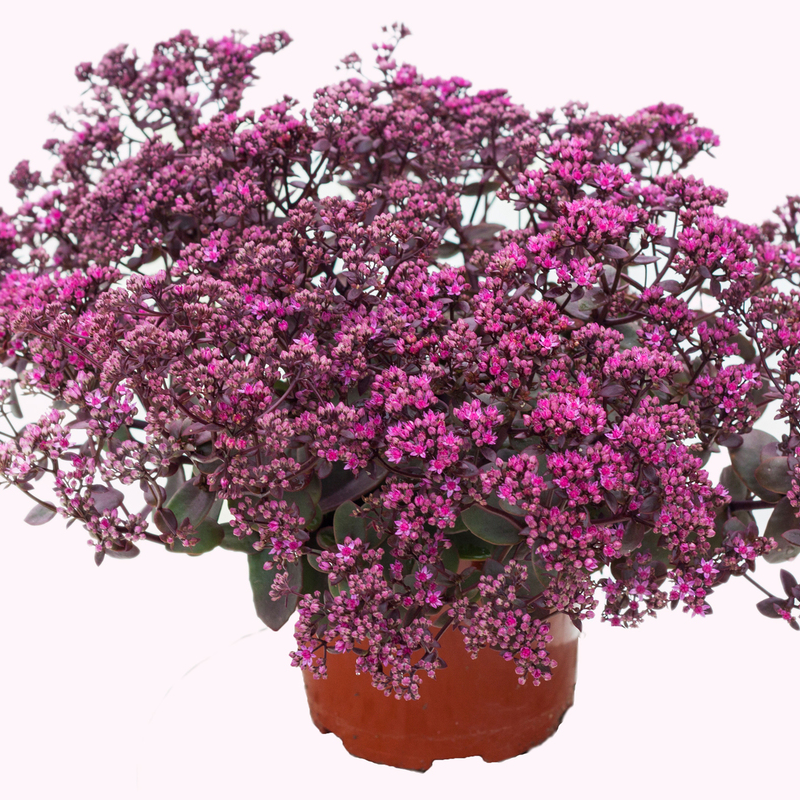 Седум SunSparkler Firecracker (Vitroflora)