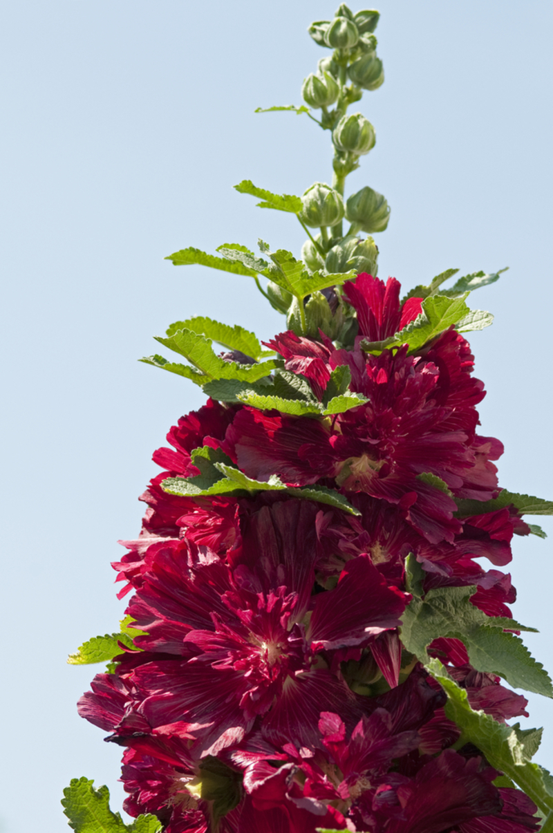 Мальва Spring Celebrities™ Crimson (Florensis)