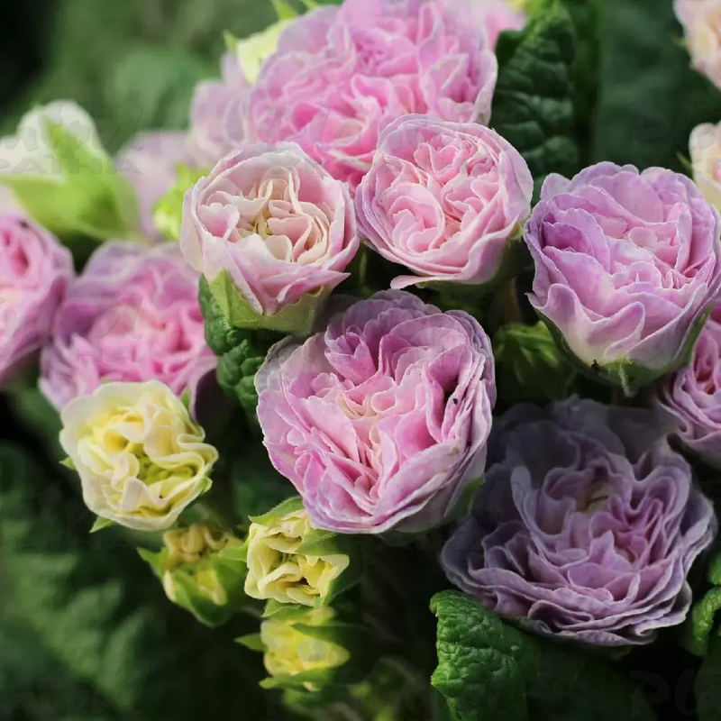 Примула Belarina Pink Champagne