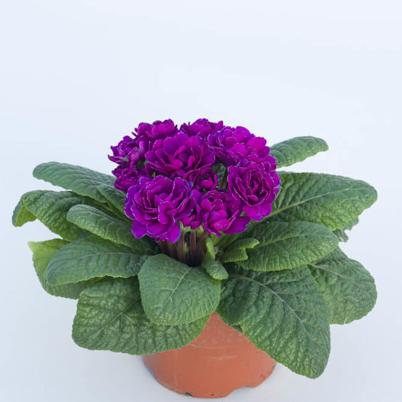 Примула Belarina Purple Diamond