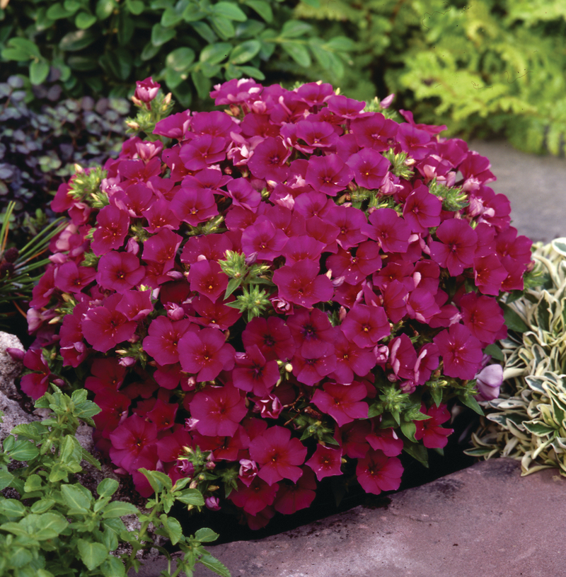 Флокс drummondii Dolly Purple (288 палета/Florensis)