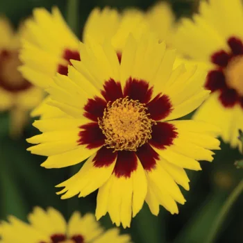 Фото 2