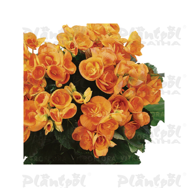 Бегонія Elatior Britt Dark