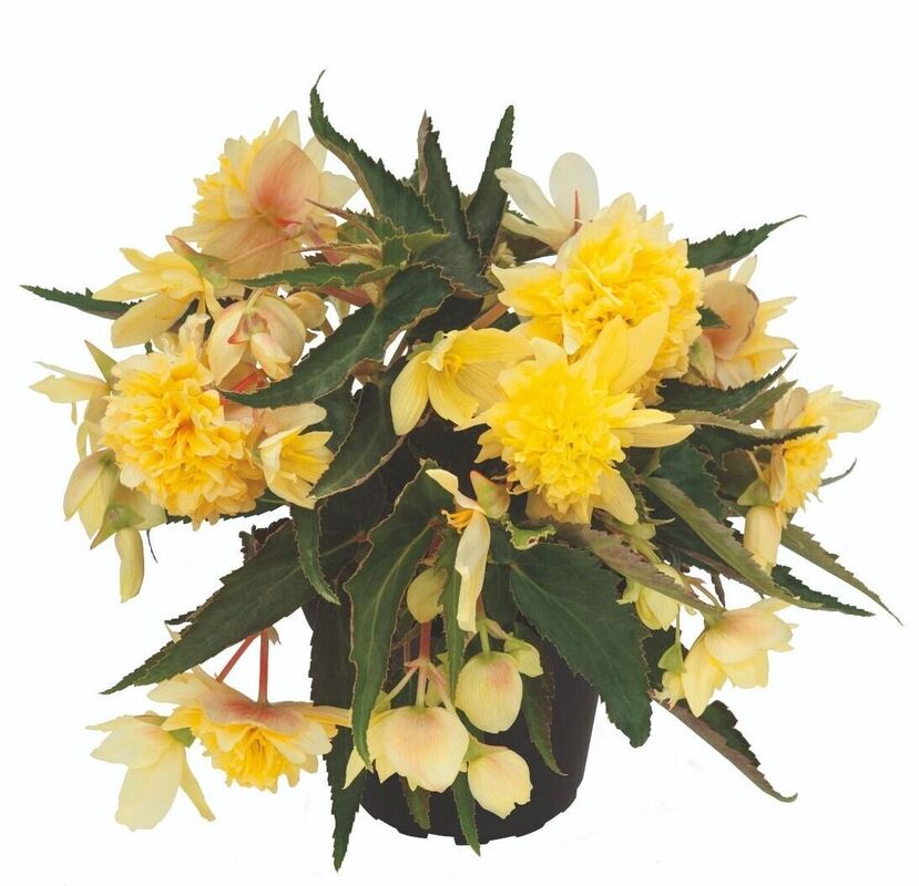 Бегонія Belleconia Citrus