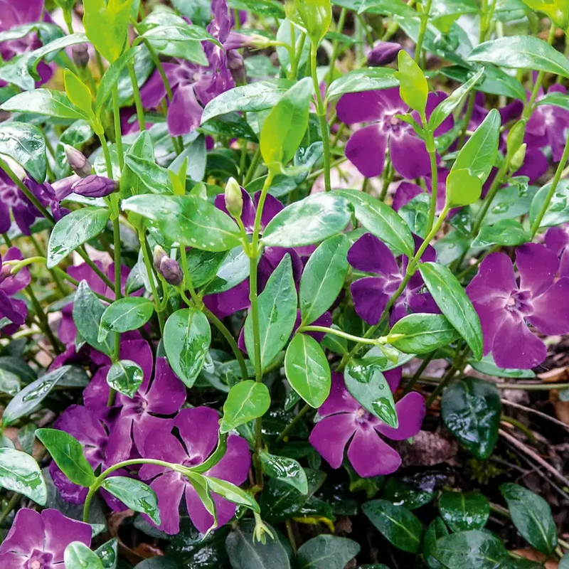 Барвінок (Vinca) minor Atropurpurea (Florensis)