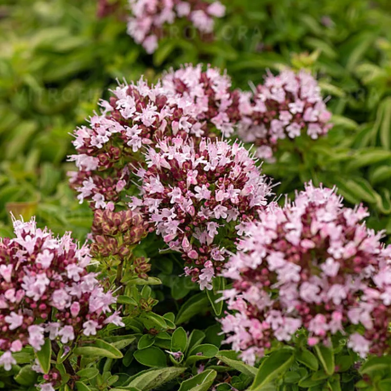 Фото 1
