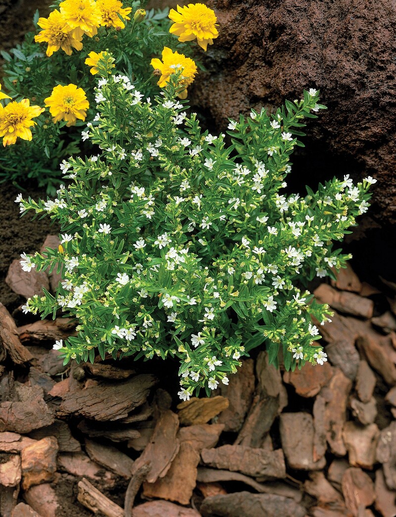 Куфея hyssopifolia White