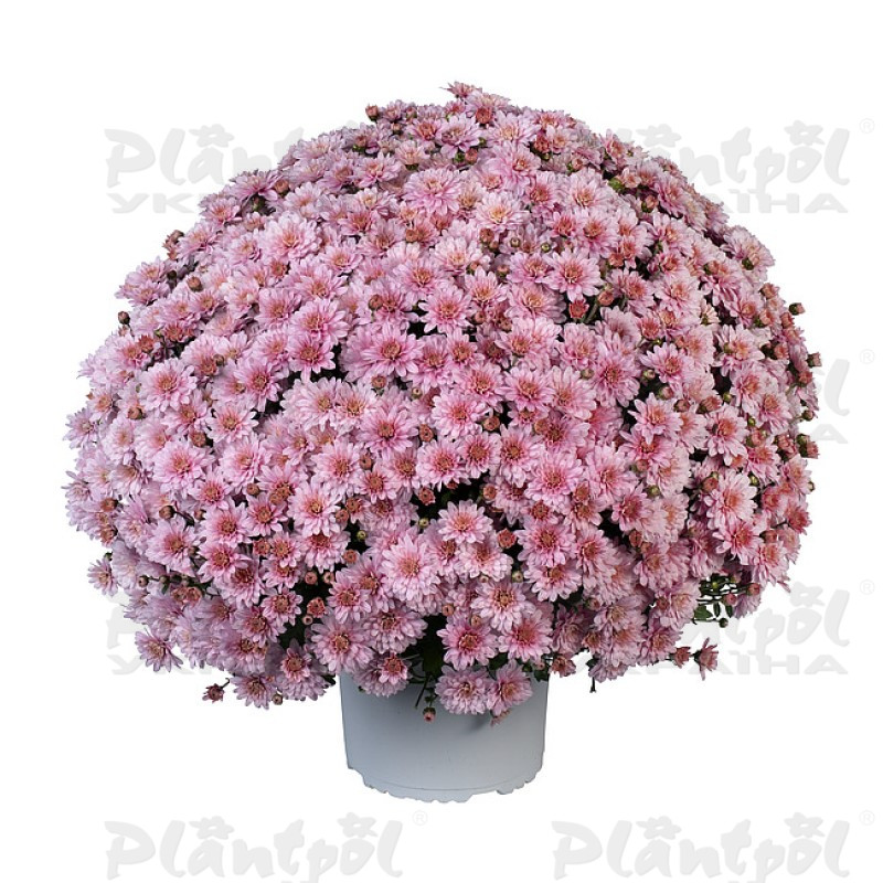 Хризантема дрібноквіткова горшкова Ace Light Pink (Vitroflora)