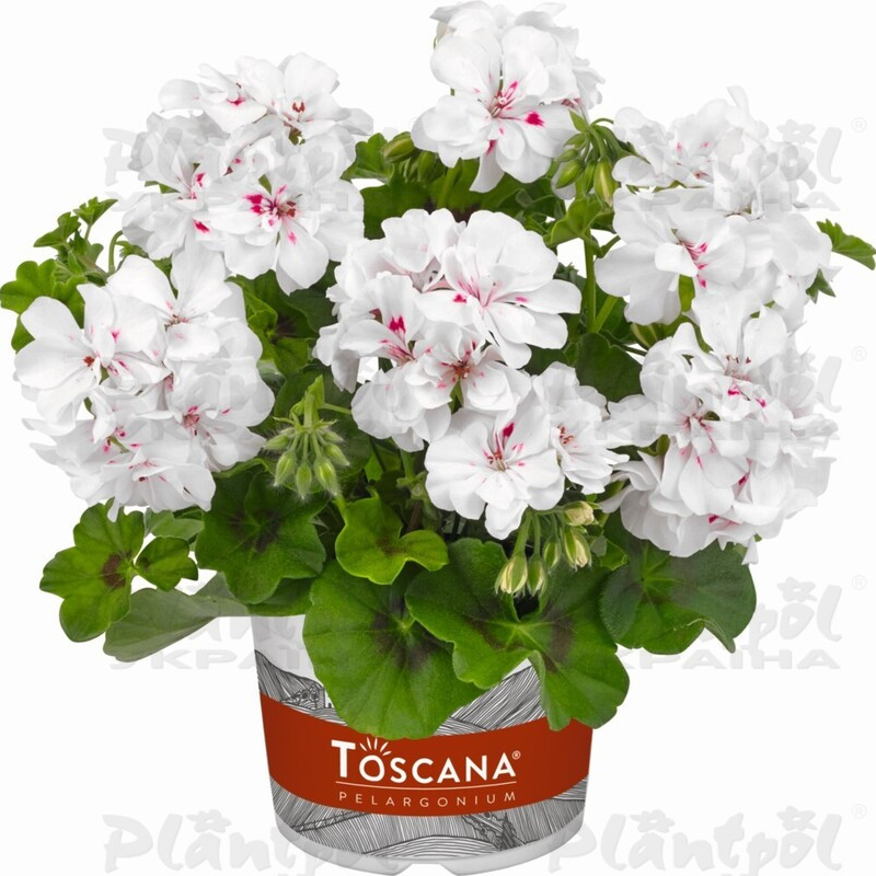 Пеларгонія ампельна Big 5 White Angel