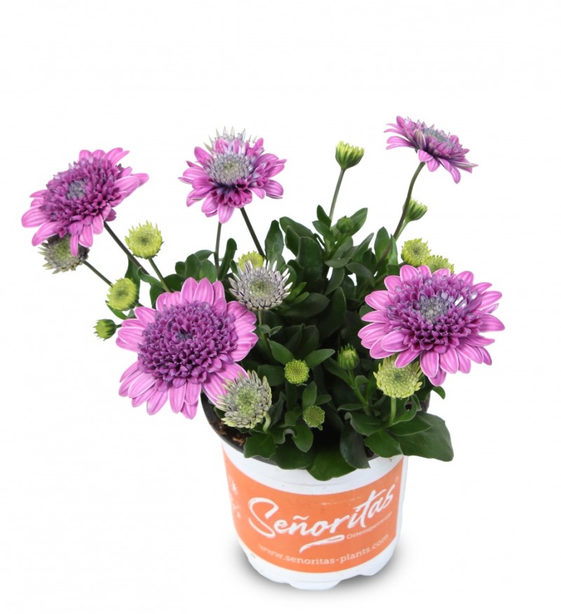 Oстеоспермум Senorita Double Pink (Vitroflora)