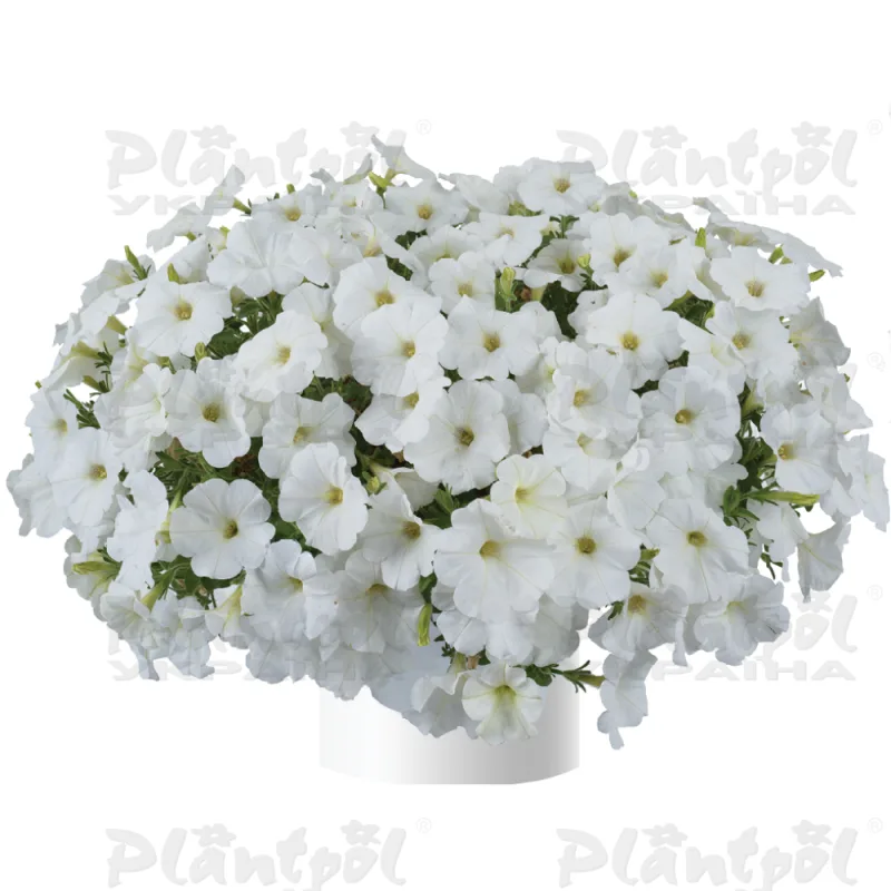 Петунія Cascadias Iceberg