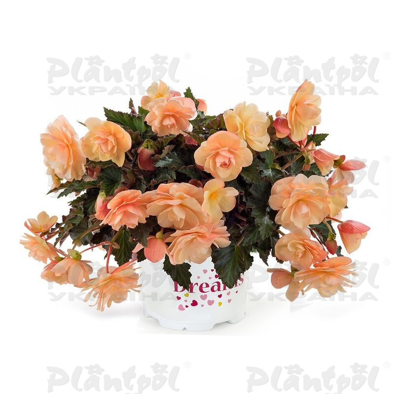 Бегонія Fragrant Falls Peach (Vitroflora)