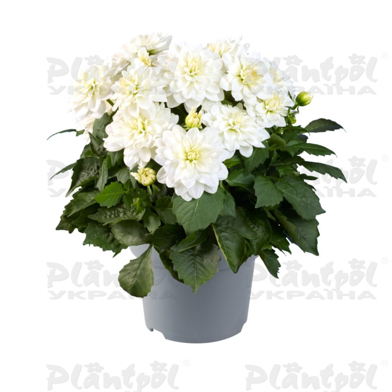 Жоржина Xantico Gl White (84 палета/Florensis)