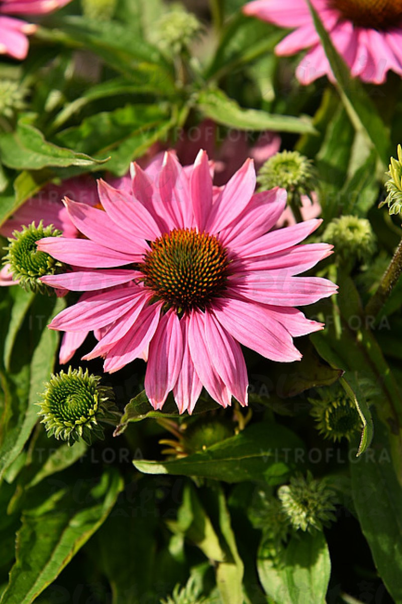 Ехінацея звичайна низька Pearl Light Pink (84 палета/Vitroflora)