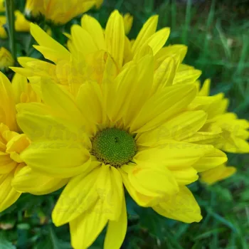 Фото 6