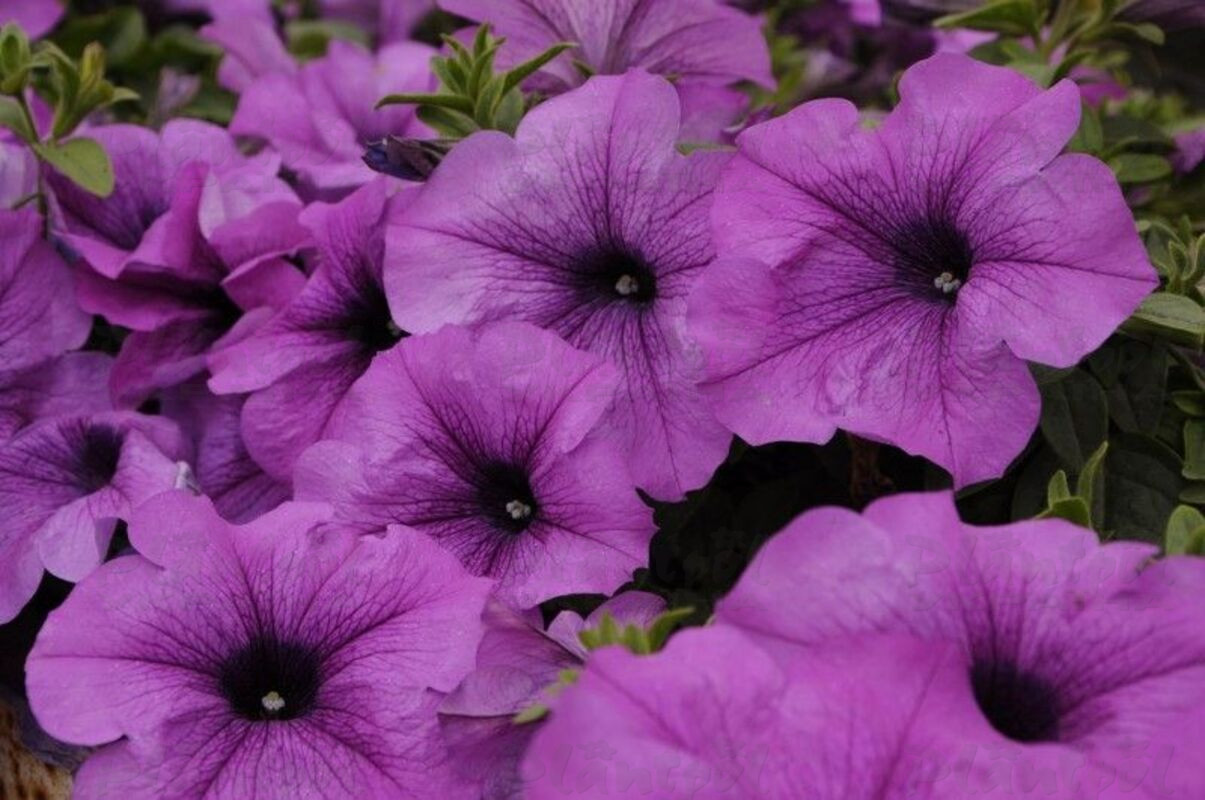 Петунія Conchita Grande Lavender