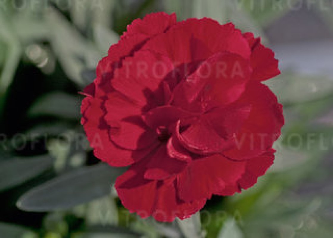 Гвоздика Oscar Dark Red (Vitroflora)