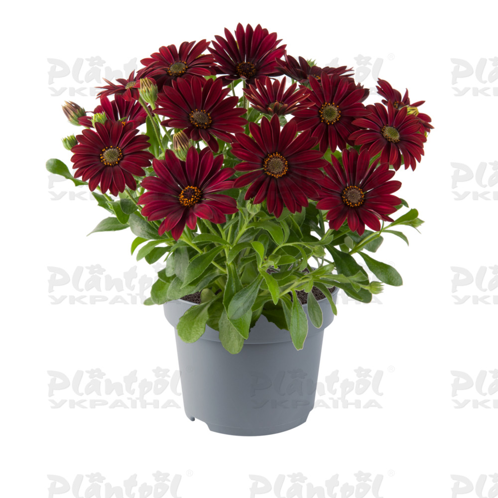 Остеоспермум Dalina Dark Red