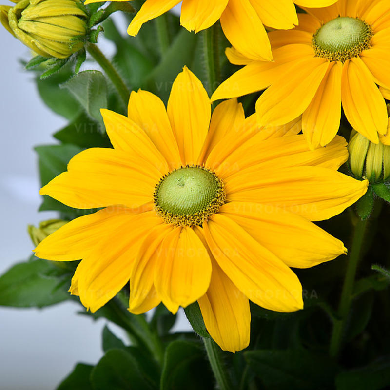 Рудбекія Sunbeckia Ophelia (Vitroflora)