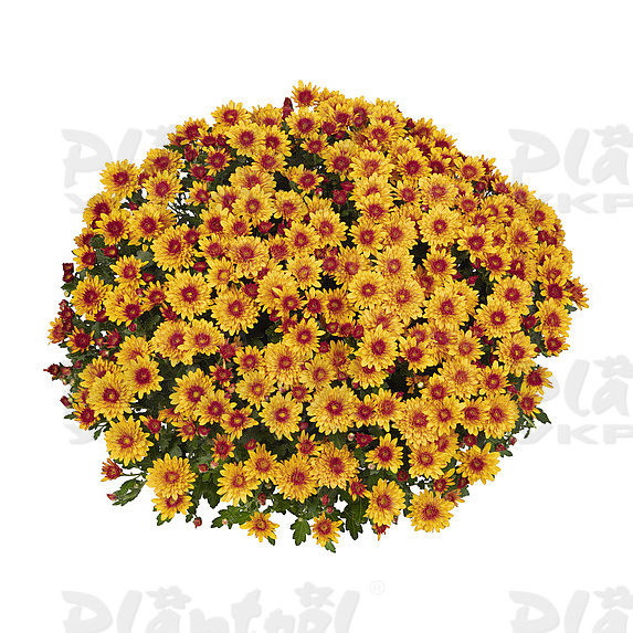 Хризантема дрібноквіткова горшкова Podium Red Bicolor (Vitroflora)