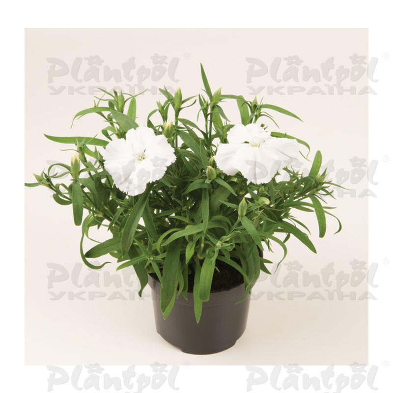 Гвоздика Coronet F1 White (288 палета/Florensis)