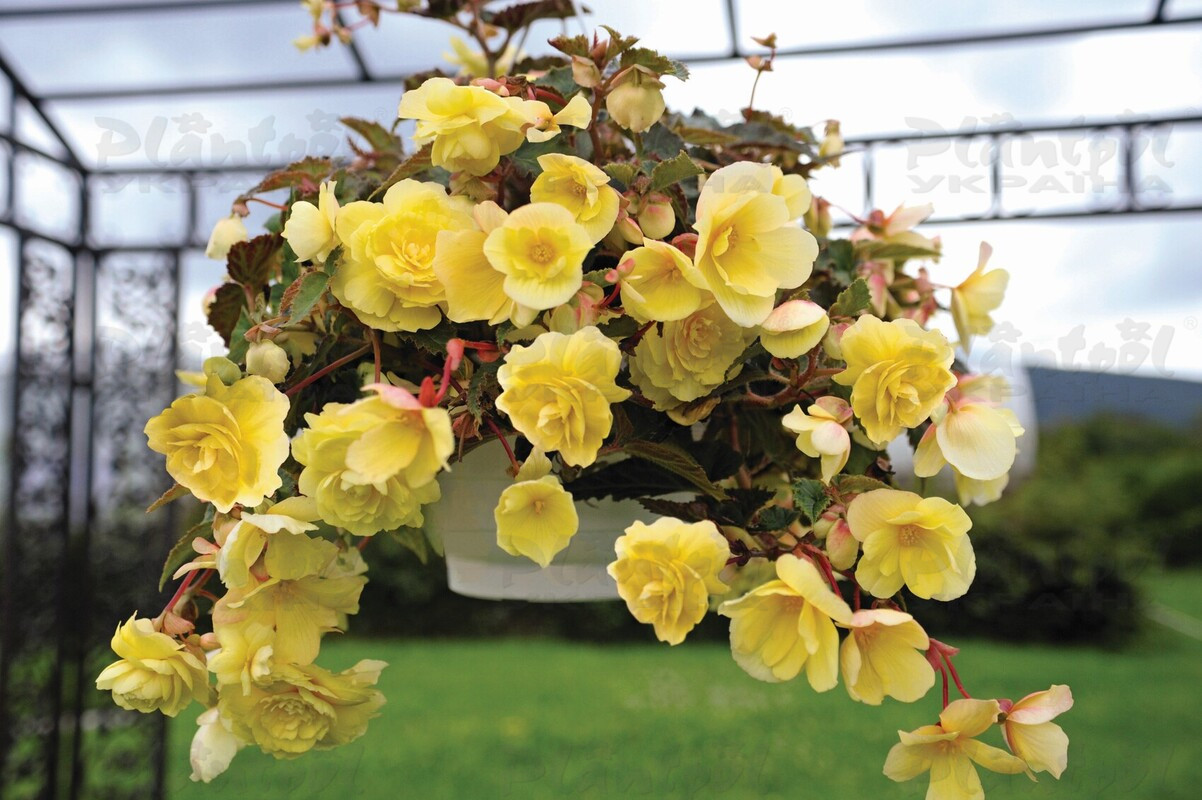Бегонія Тuberhybrida Illumination® F1 Lemon (84 палета/Florensis)