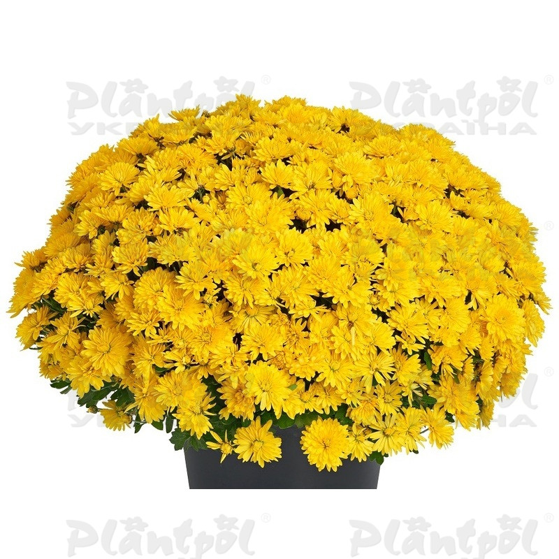 Хризантема дрібноквіткова горшкова Amelie Yellow (Vitroflora)