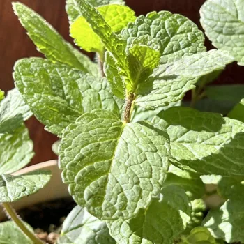 Фото 6
