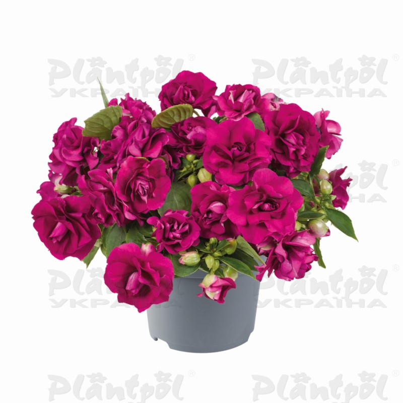 Імпатієнс walleriana Glimmer Burgundy (128 палета/Florensis)