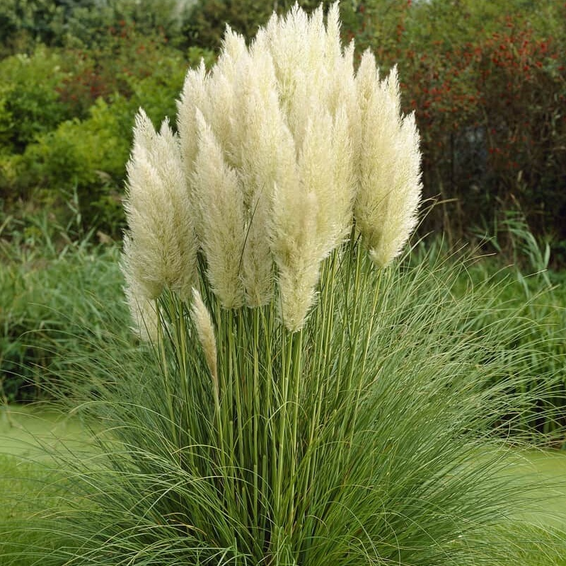 Кортадерія White Plume