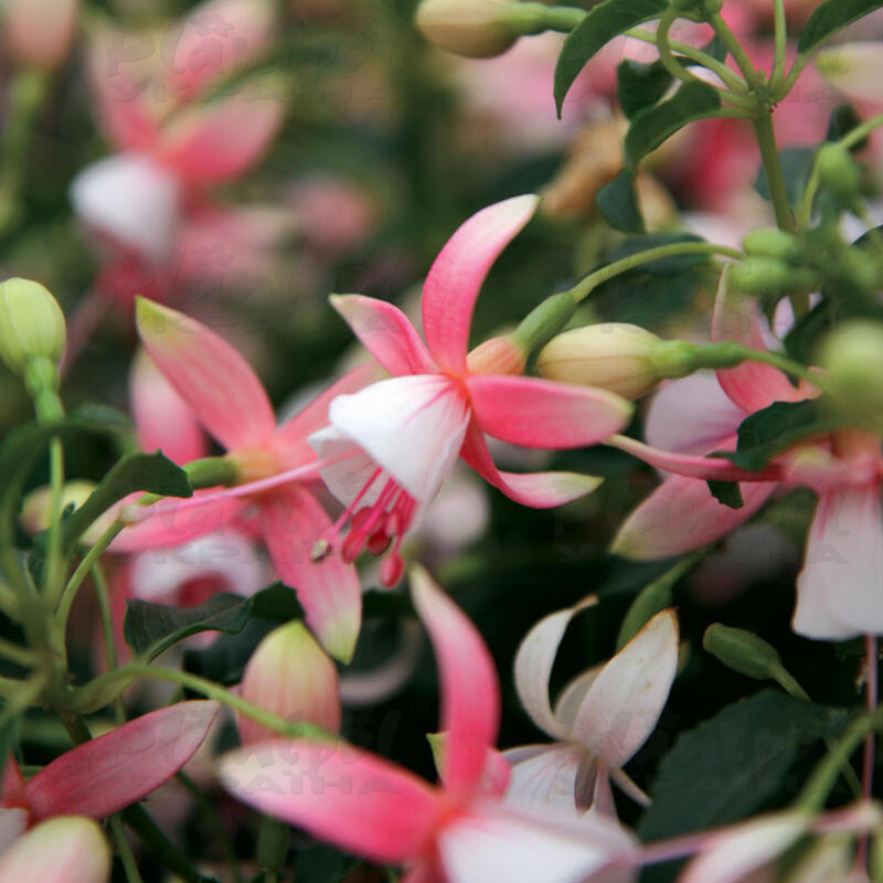 Фуксія Shadow Dancer Improved Rosella